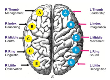 brain concept